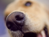Close-up of Dog's Nose