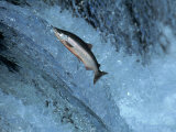 Buy Red Salmon Swimming Upstream, Katmai, AK at AllPosters.com