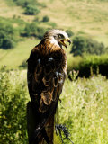 Buy Red Kite, Adult Overlooking Countryside, UK at AllPosters.com