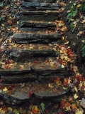 Buy Stone Stairs, Rickett Glen State Park at AllPosters.com
