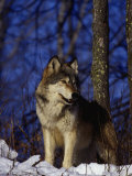 Gray Wolf, Canis Lupus