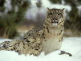Snow Leopard, Panthera Uncia Female & Cub Himalayas, Afghanistan