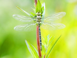 Common Hawker, Newly Emerged Male on Plant, UK