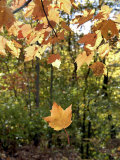 Buy Single Leaf Falls from Tree, Autumn Foliage at AllPosters.com