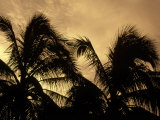 Silhouette of Palm Trees, Cayman