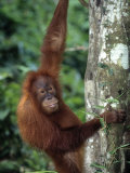 Buy Adolescent Sumatran Orangutan, Indonesia at AllPosters.com