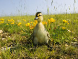Mallard, Duckling in Wildflower Meadow, UK