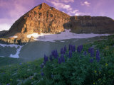 Wildflowers, Mt. Timpanogos, Wasatch NF, Utah