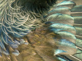 Buy Tui, Feather Detail, New Zealand at AllPosters.com