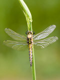 Buy Black Tailed Skimmer Dragonfly, Female Drying, UK at AllPosters.com