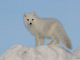 Arctic Fox, Near Churchill, Canada