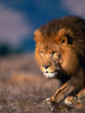 African Lion