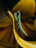 Praying Mantis