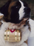 St. Bernard with Rescue Barrel