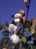 Cotton