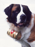 St. Bernard with Rescue Barrel