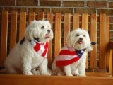 Buy Maltese Dogs Wearing the American Flag at AllPosters.com