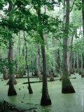 Buy Cypress Swamp, Ms at AllPosters.com