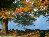 Buy Tree Next to Stone Wall, Autumn, New England at AllPosters.com