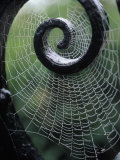 Gate with Spider Web, the Breakers, Newport, RI