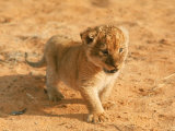 Lion Cub in Africa
