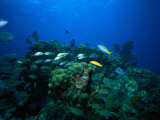 Buy Coral Reef Scenic, Florida Keys, FL at AllPosters.com