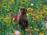 Buy Marmot, CO at AllPosters.com