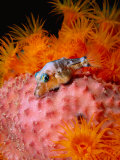 Buy Sharp Nosed Puffer on Sponge at AllPosters.com