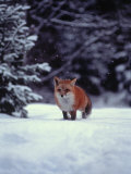 Red Fox in Snowy Wood