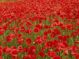 Buy Field of Poppies, Austria at AllPosters.com