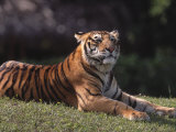 Bengal Tiger