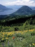 Buy Columbia River Gorge, Gifford Pinchot Nf, WA at AllPosters.com