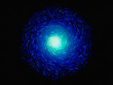 Buy Circle of Stars at AllPosters.com