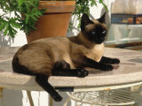 Buy Siamese Cat Resting on Table Top at AllPosters.com