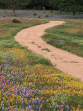 Buy Dirt Road with Wildflowers, Texas at AllPosters.com