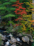 Fall Scenic, Acadia National Park, Maine
