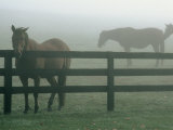 Buy Horses in Fog, Chesapeake City, MD at AllPosters.com