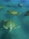 Green Sea Turtles at Turtle Farm