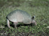 Nine-Banded Armadillo