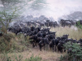 Wildebeests Migrating, Tanzania