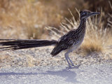 Roadrunner,Geococcyx Californianus, Joshua Tree National Park