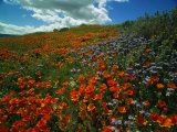 Buy Colorful Field of Flowers at AllPosters.com