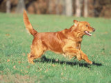 Buy Golden Retriever Running at AllPosters.com