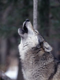 Grey Wolf Howling, Canis Lupus