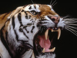 Siberian Tiger