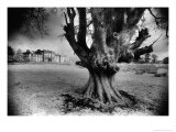 Buy Woodlawn House, County Galway, Ireland at AllPosters.com