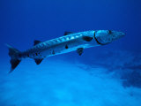 Buy Giant Barracuda, FL at AllPosters.com