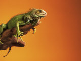 Buy Iguana at AllPosters.com