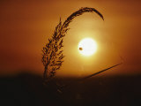 Buy Indian Grass & Orb Spider, Tallgrass Prairie, MA at AllPosters.com
