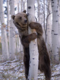 Grizzly Bear Grabbing Tree, North America
